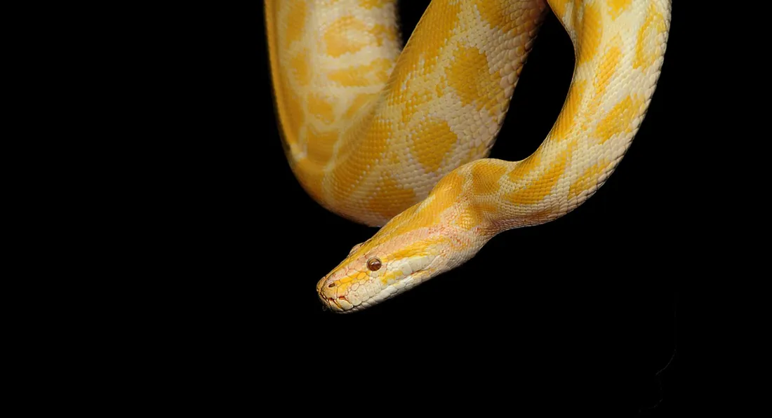 Imaginez, un beau canapé tout neuf avec un python caché à l'intérieur 
